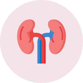 Kidney