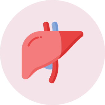 Liver